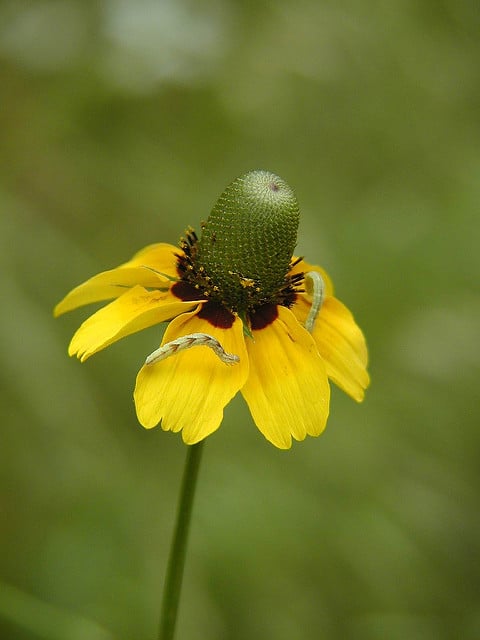 Rudbeckia amplexicaulis