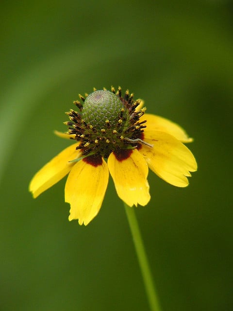Rudbeckia amplexicaulis