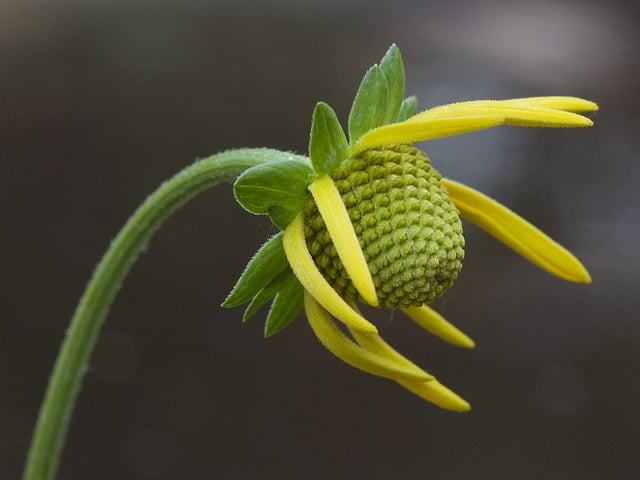 Rudbeckia californica (Rudbeckia californica)