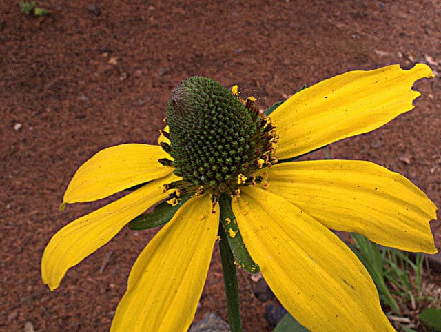 Rudbeckia californica