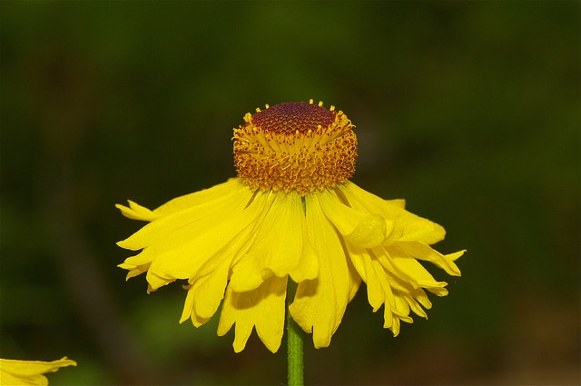 Rudbeckia californica