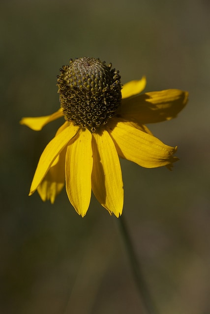 Rudbeckia californica