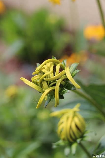Rudbeckie lumineuse (Rudbeckia fulgida)