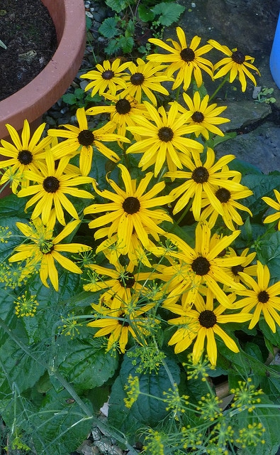 Rudbeckie lumineuse