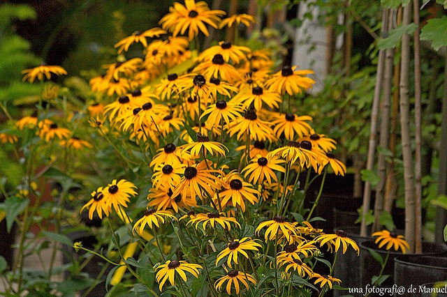Rudbeckie lumineuse