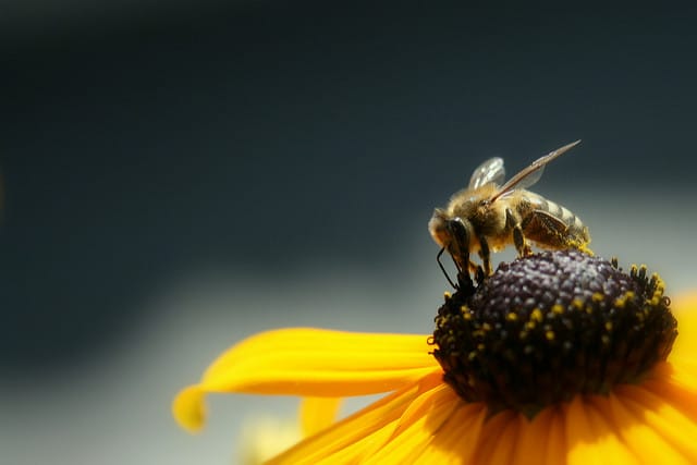 Rudbeckie lumineuse