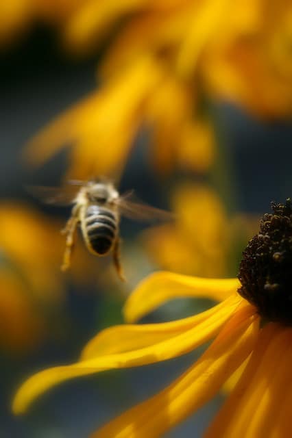 Rudbeckie lumineuse
