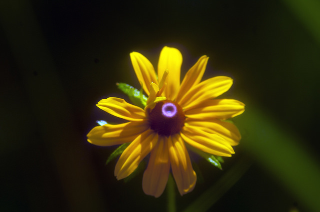Rudbeckie hérissée