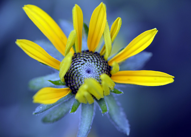 Rudbeckie hérissée