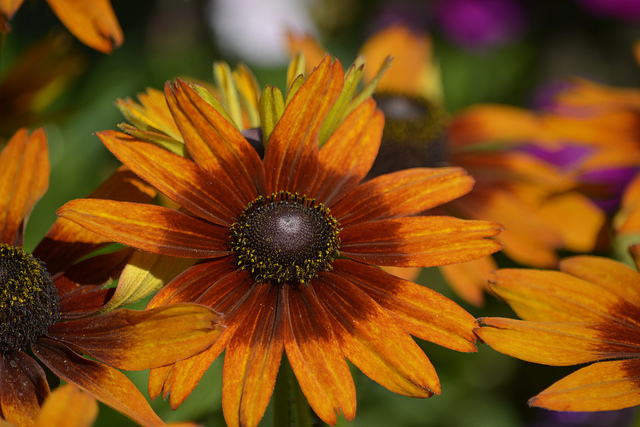 Rudbeckie hérissée