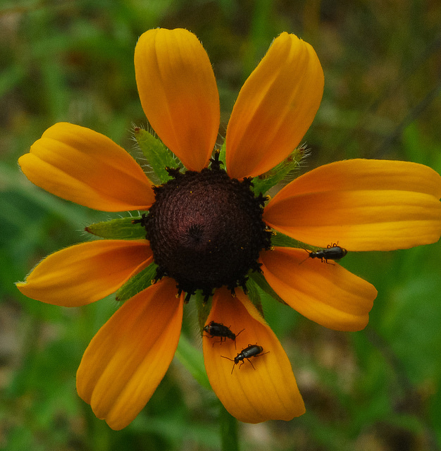 Rudbeckie hérissée