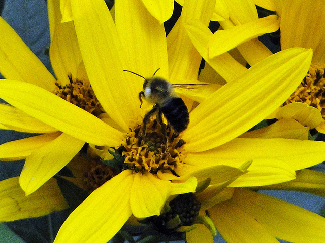 Rudbeckie hérissée