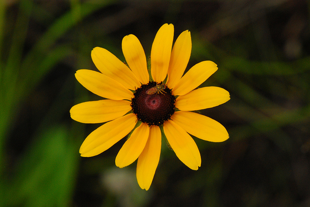 Rudbeckie hérissée (Rudbeckia hirta)