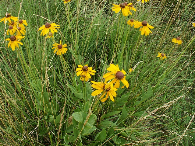 Rudbeckia maxima