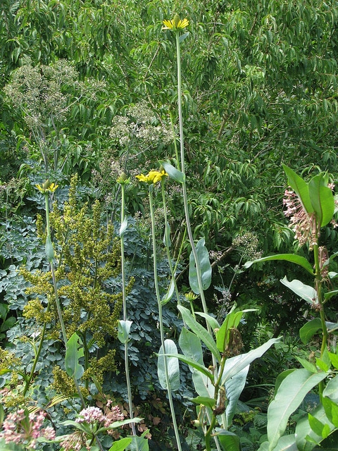 Rudbeckia maxima