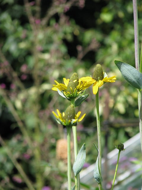 Rudbeckia maxima