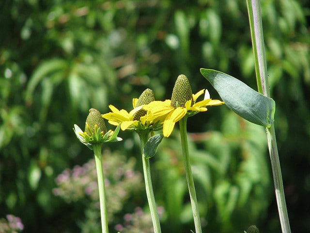 Rudbeckia maxima