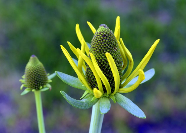Rudbeckia maxima
