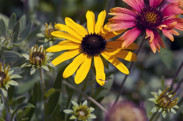 Rudbeckia missouriensis (Rudbeckia missouriensis)