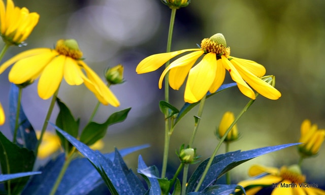 Rudbeckia nitida (Rudbeckia nitida)