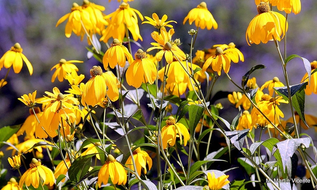 Rudbeckia nitida