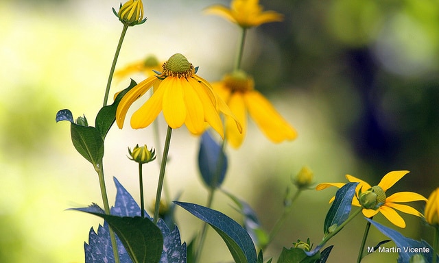 Rudbeckia nitida