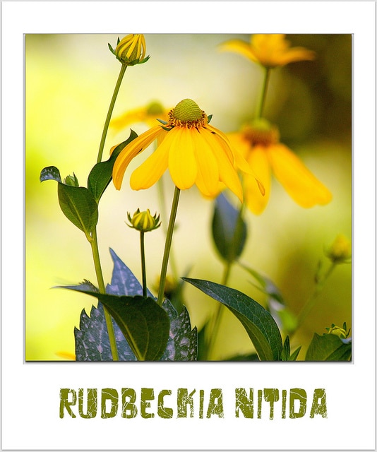 Rudbeckia nitida