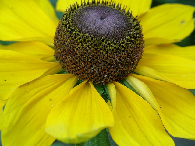 Rudbeckia nitida