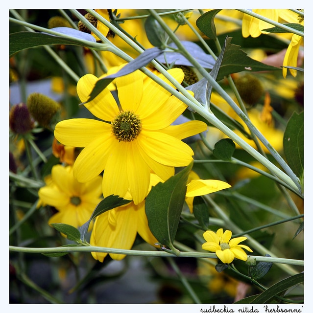 Rudbeckia nitida