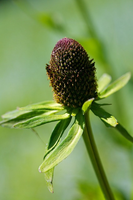 Rudbeckia occidentalis (Rudbeckia occidentalis)