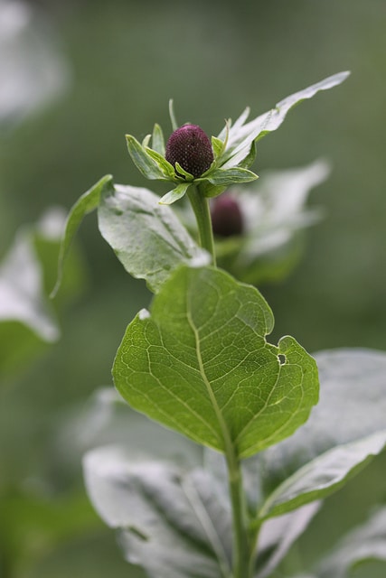 Rudbeckia occidentalis