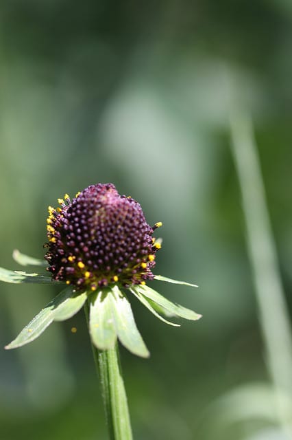 Rudbeckia occidentalis