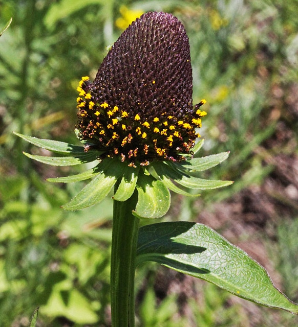 Rudbeckia occidentalis