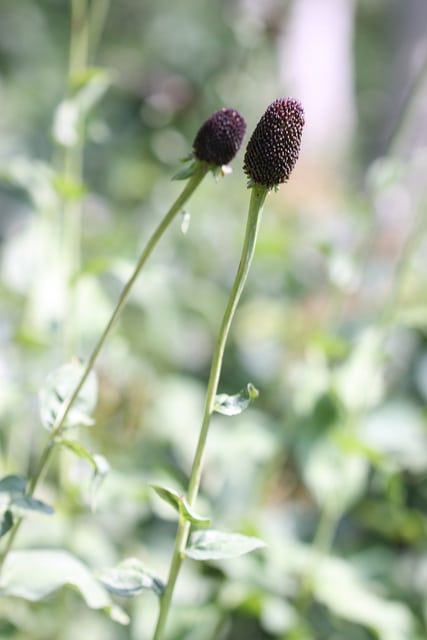 Rudbeckia occidentalis