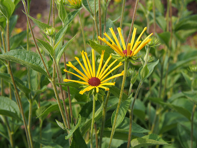 Rudbeckie subtomentosum