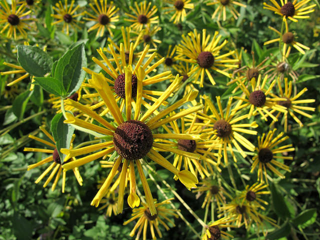 Rudbeckie subtomentosum