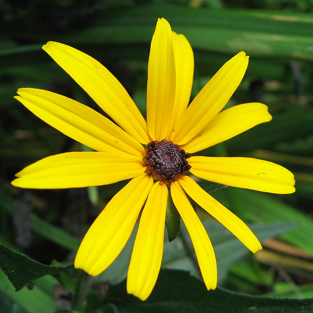 Rudbeckie subtomentosum