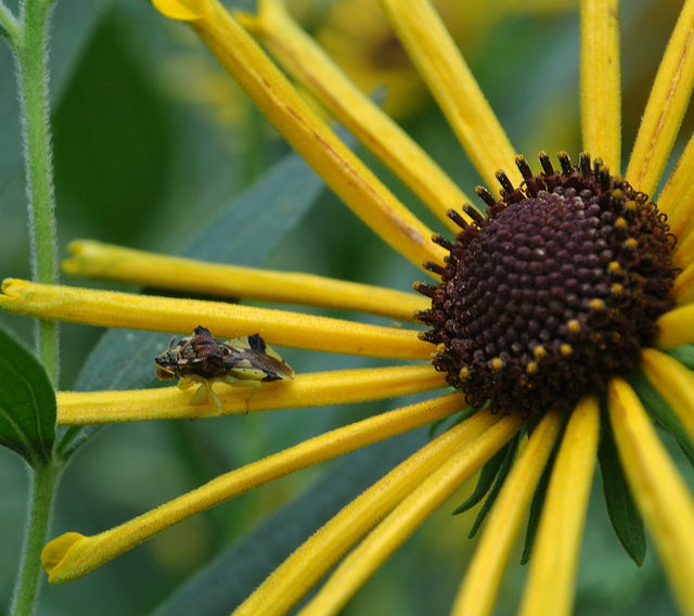 Rudbeckie subtomentosum