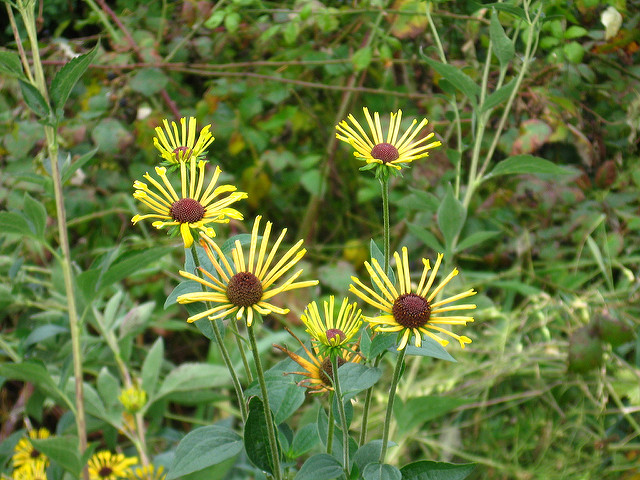 Rudbeckie subtomentosum