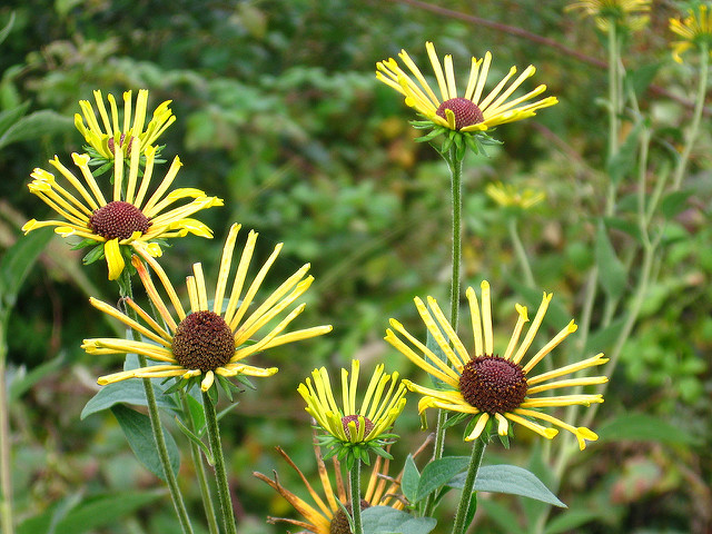 Rudbeckie subtomentosum (Rudbeckia subtomentosa)