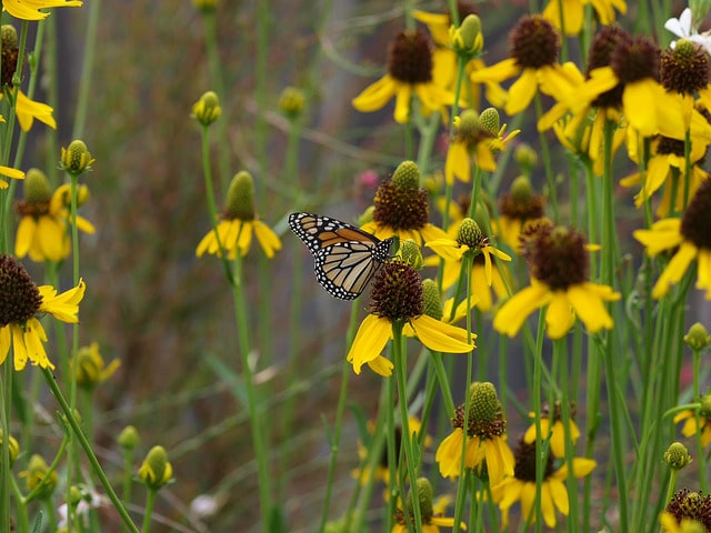 Rudbeckia texana (Rudbeckia texana)