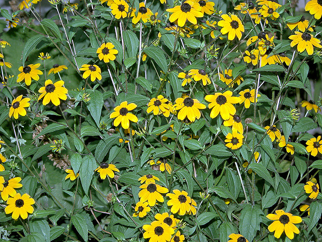 Rudbèque trilobée (Rudbeckia triloba)