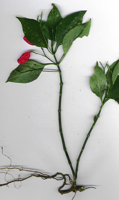 Ruellia brevifolia (Ruellia brevifolia)