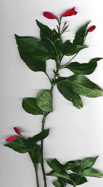 Ruellia brevifolia