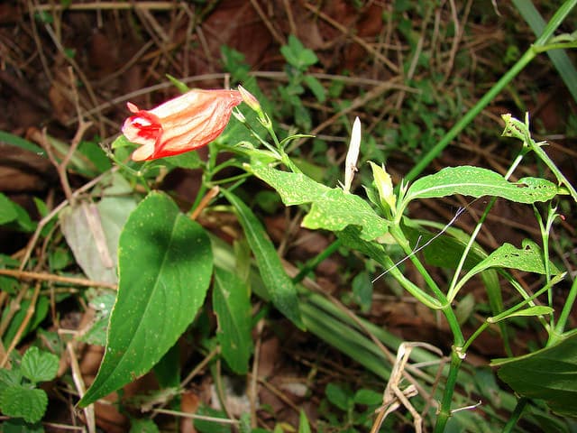 Ruellia brevifolia