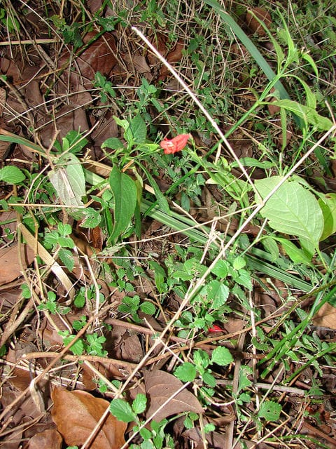 Ruellia brevifolia