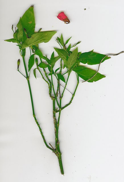 Ruellia brevifolia
