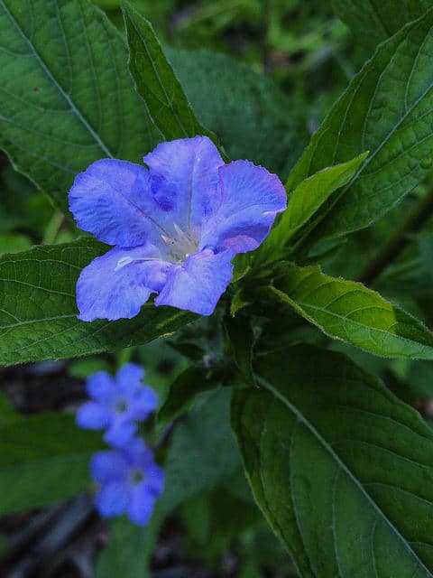 Ruellia caroliniensis (Ruellia caroliniensis)