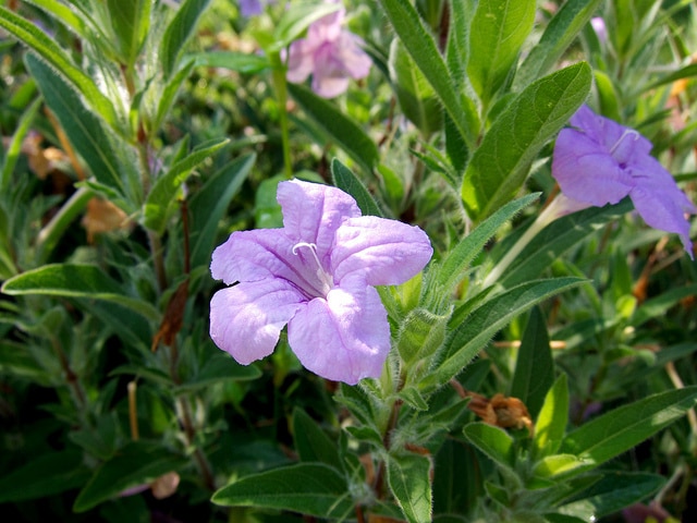 Ruellia caroliniensis