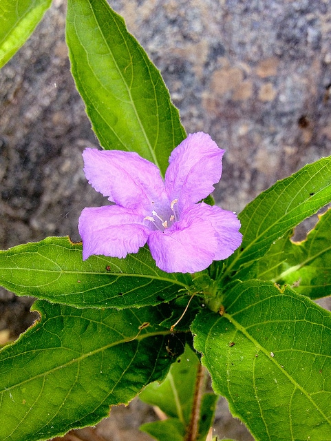 Ruellia caroliniensis